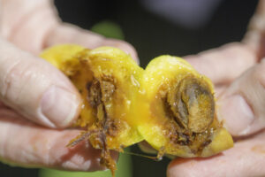 26,500 residents armed with traps