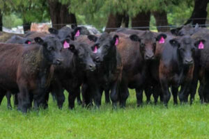 Feeder program in the pink