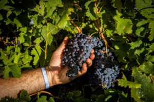 Winegrowers’ hopes rise after China flags tariff review