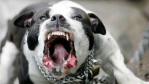 Concern over spike in dog attacks