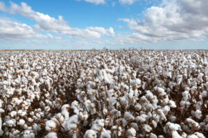 Cotton topping expectations