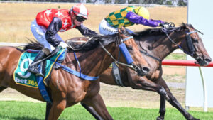 Travelling circus to see Sanctimonious succeed