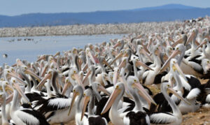 Get set for pelican breeding boom