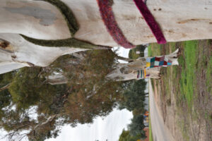 Great yarn unfolds across town