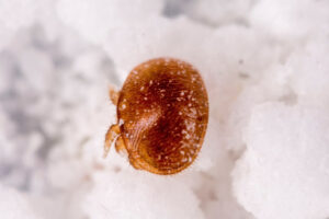 New frontline in varroa mite fight