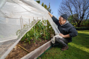 Fruit fly advice for gardeners