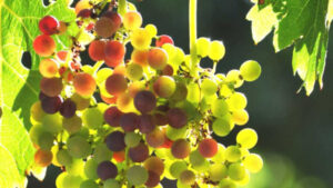 Growing concern over grape prices