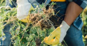 Pest, weed controlcosts escalating