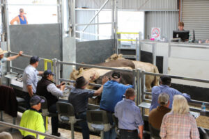 Cattle prices soar at saleyards