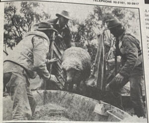 Flood sheep shift – Oct 11, 1993