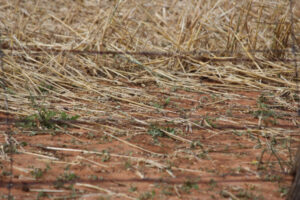 Mallee farmers cop hail hell