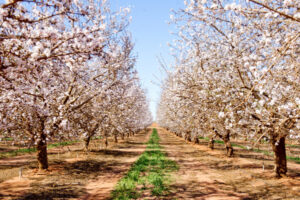 Almond boom a river burden