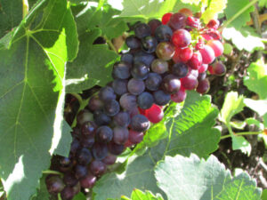 Broad calls for fairer grape prices