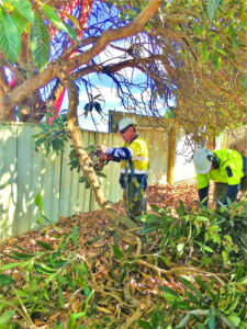 Tree removal in fruit fly season
