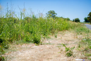 MP’s roadside clean-up call