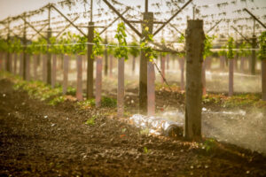 Farmers used less water – Webster