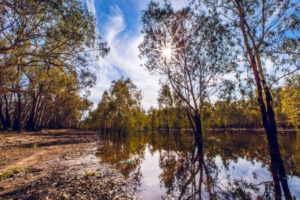 Environmental water brings billabongs to life