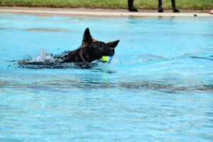 Dogs go off deep end