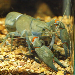 Yabby racing at Easter Fair