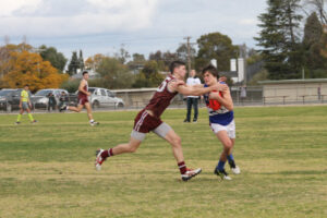 Dogs hold sway over Swans