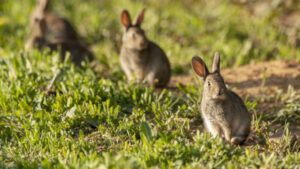 Mallee park rabbits under control