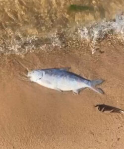 Fishy find on the banks of Lake Boga
