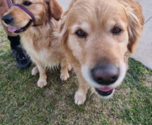 New dog park for Swan Hill