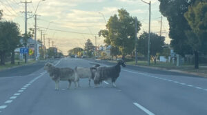 Balranald news briefs