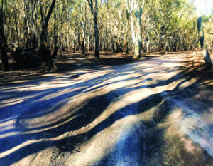 Pothole risk on forest track