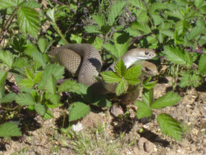 Summer snake warning