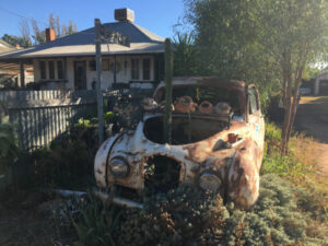 Galah chorus in Balranald.