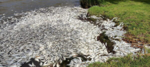 Kangaroo Lake hit by mass fish kill