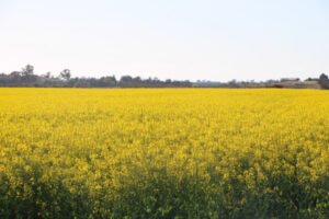 Farmers fear Labor’s super hit, says Webster