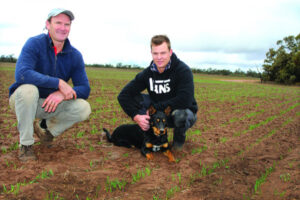 Heaven sent rains for Mallee farmers