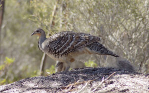 Mine’s Malleefowl habitat threat