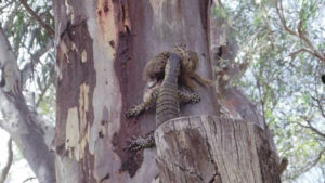 Hare-raising goanna