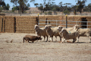 Working dogs strut their stuff