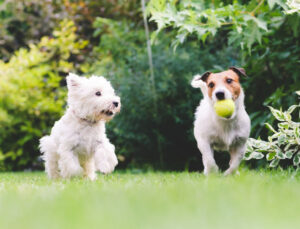 Planning commences for Tower Hill off-leash park