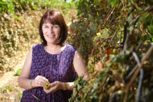 Mallee research bid to climate-proof harvest
