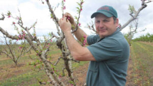 Fruit stays pest free