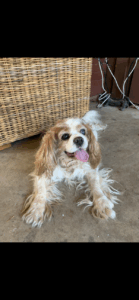 Family pays ultimate price