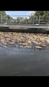 Murrumbidgee River fish kill