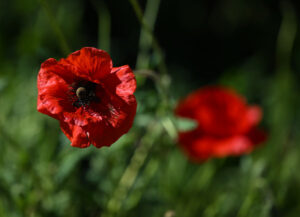 Retracing footsteps of the Anzacs