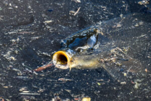 NSW pushes for carp virus release