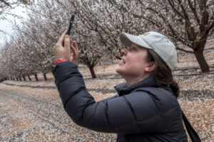 Almond blossom on the way