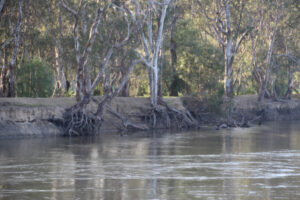 Nyah floodplain gets priority for environmental water