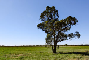Harvesting rules’dire for Lakes’