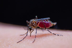 Warning on summer mozzies