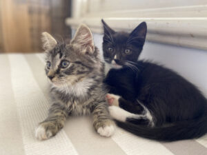 Owners urged not to abandon cats