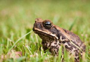 No cause for alarm after cane toad found in Dubbo